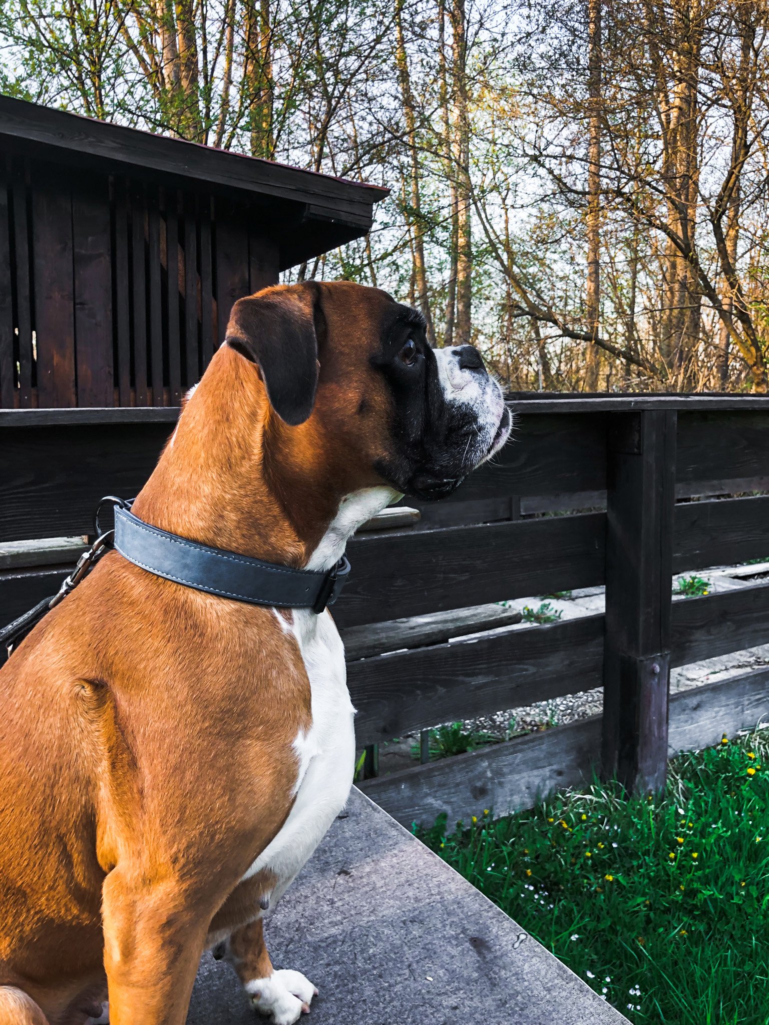Brauner Boxer mit weißer Brust sitzt vor einem Holzzaun am Waldrand.