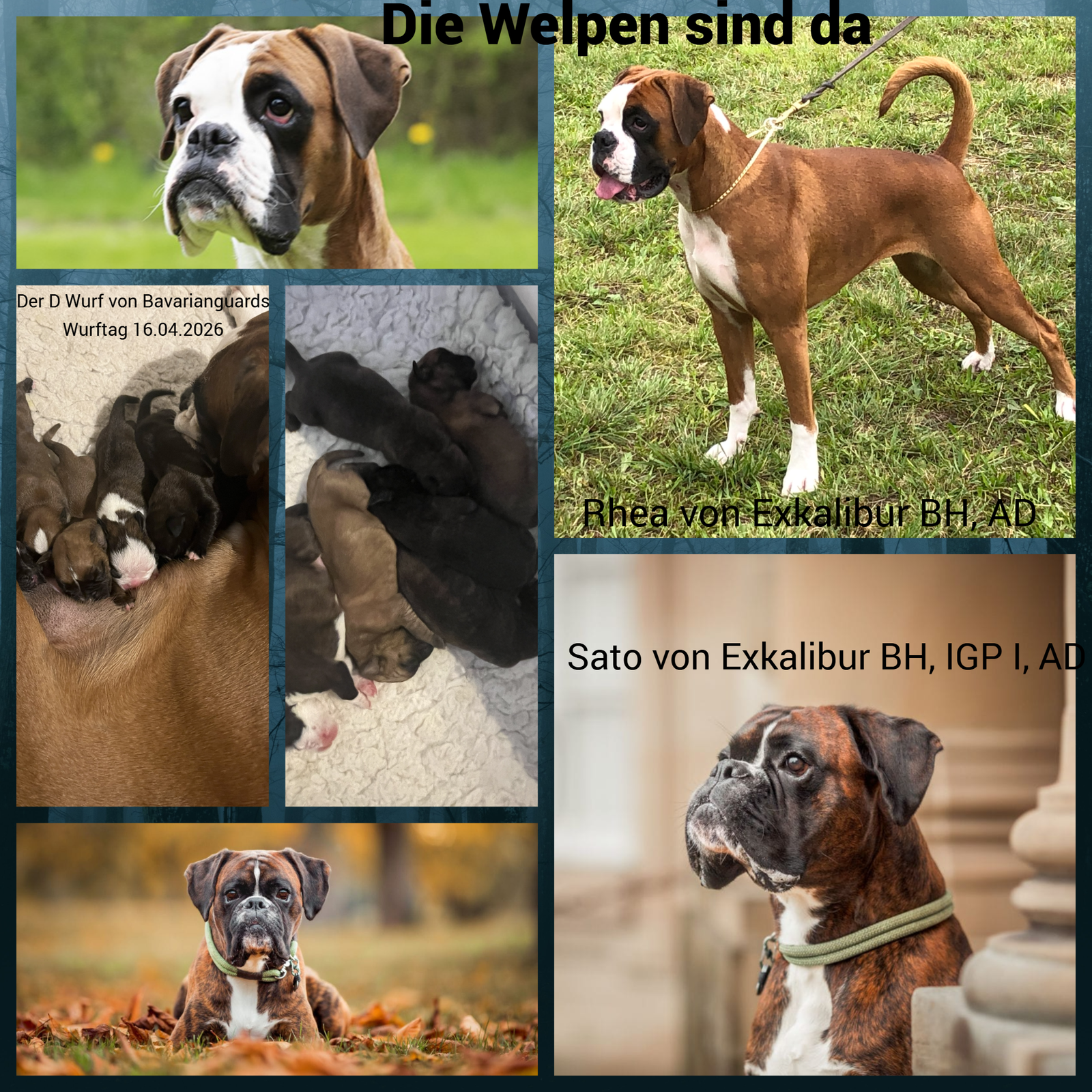 D-Wurf von BavarianGuards, geboren am 16. April 2026: Collage mit den Welpen und den Eltern Rhea und Sato von Exkalibur.